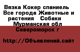 Вязка Кокер спаниель - Все города Животные и растения » Собаки   . Мурманская обл.,Североморск г.